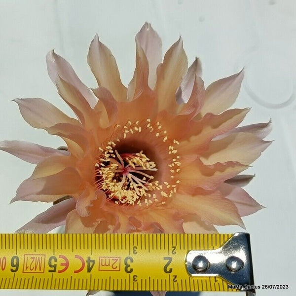 Flower  MaMa Cactus