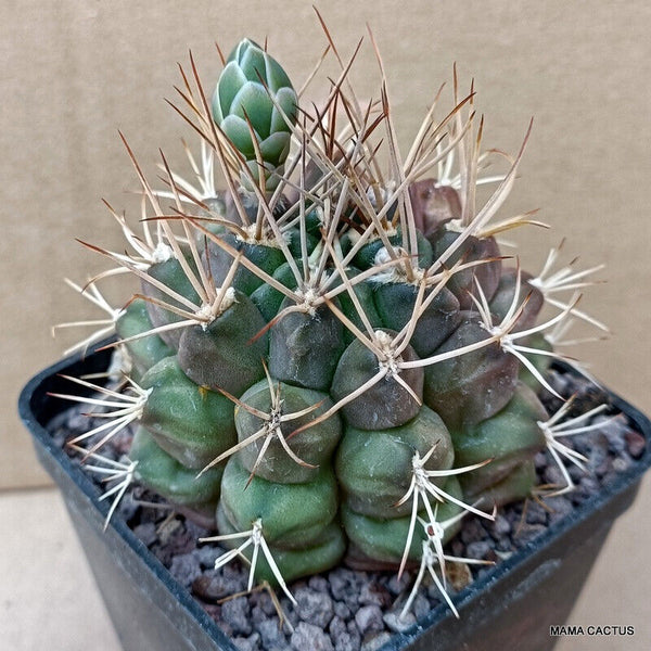 GYMNOCALYCIUM SCHICKENDANTZII