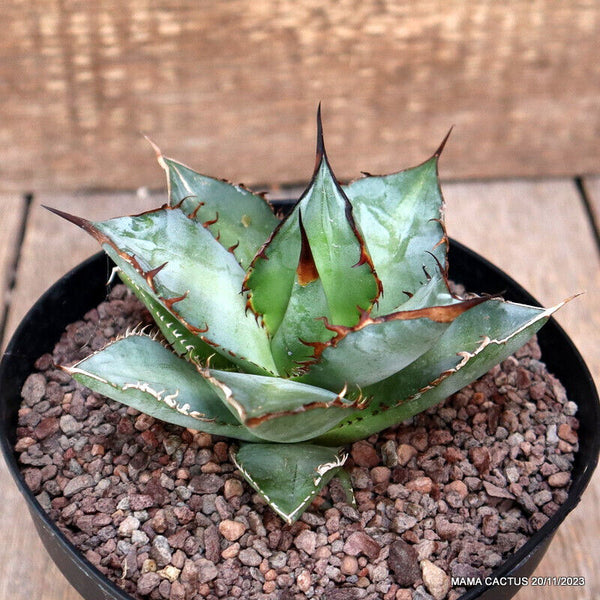AGAVE TITANOTA WHITE ICE