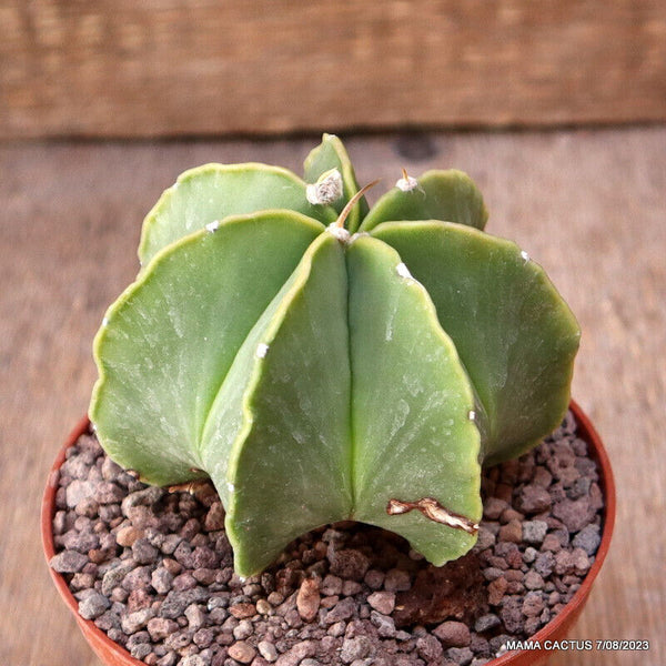 ASTROPHYTUM MYRIOSTIGMA KIKKO