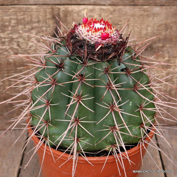 MELOCACTUS LONGISPINUS