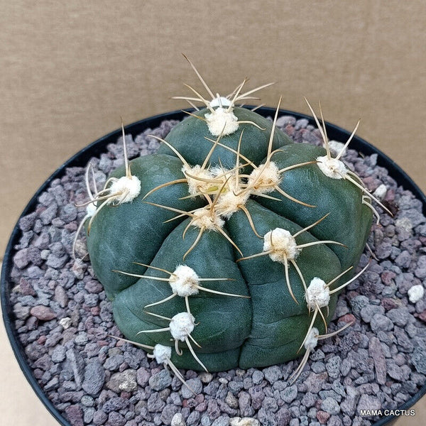 GYMNOCALYCIUM HORSTII