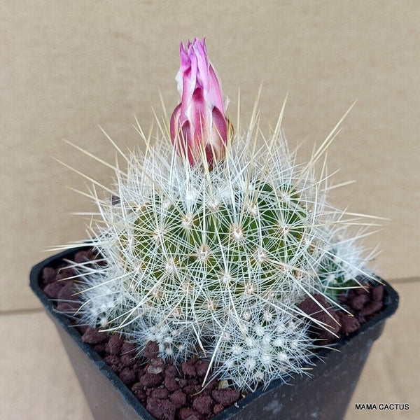 D919 THELOCACTUS MACDOWELLII pot 7 cm H 5 cm W 7 cm MaMa Cactus