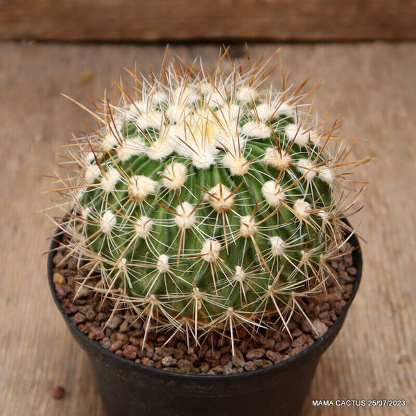 ECHINOFOSSULOCACTUS LAMELLOSUS