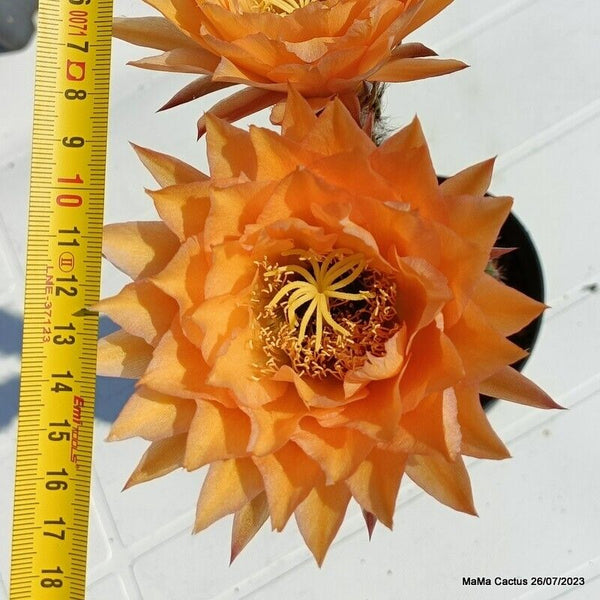 Flower  MaMa Cactus