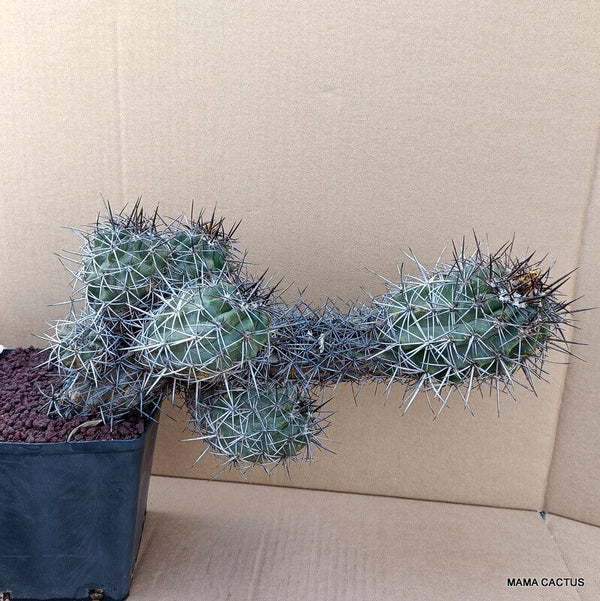 COPIAPOA GRANDIFLORA KK 1067