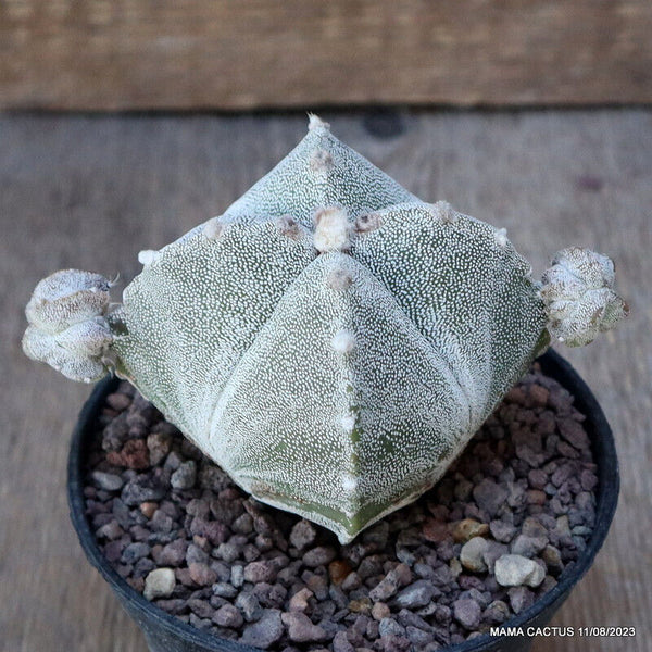 ASTROPHYTUM MYRIOSTIGMA MONSTER