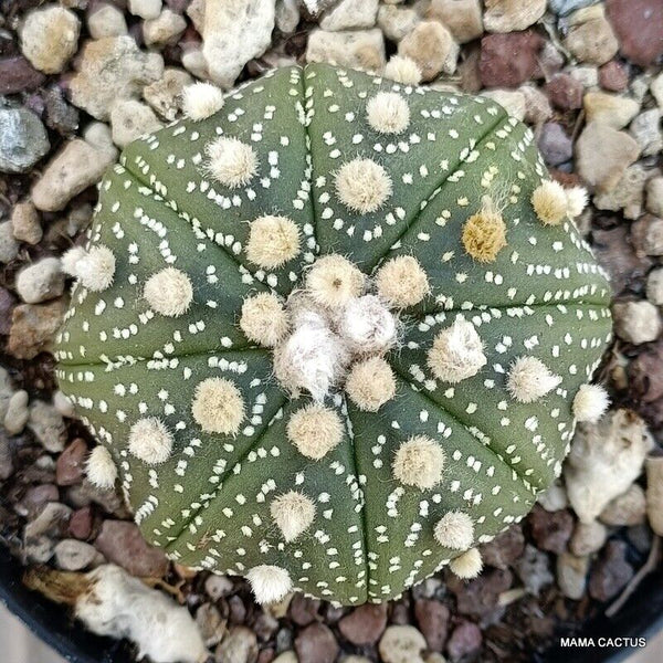 ASTROPHYTUM SUPER KABUTO