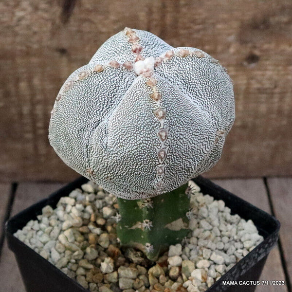 ASTROPHYTUM MYRIOSTIGMA ONZUKA GRAFTED