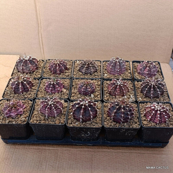 15 X GYMNOCALYCIUM MIHANOVICHII