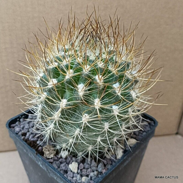 NEOPORTERIA NIDUS