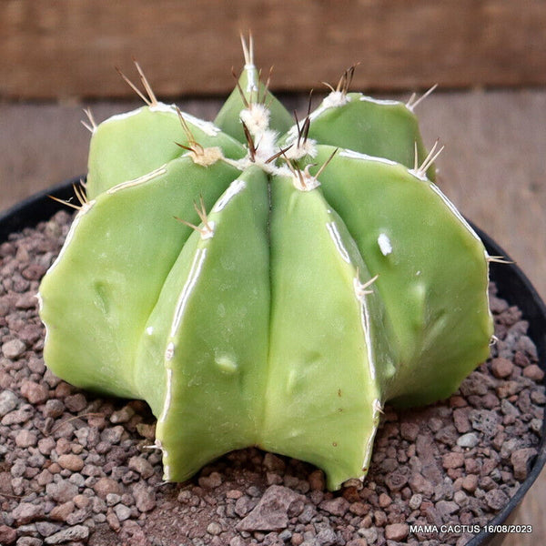 ASTROPHYTUM ORNATUM X FUKURYU