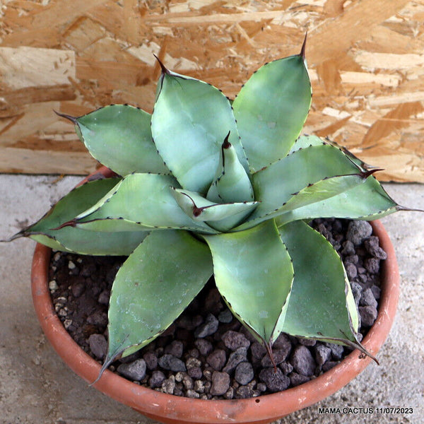 AGAVE PARRYI TRUNCATA