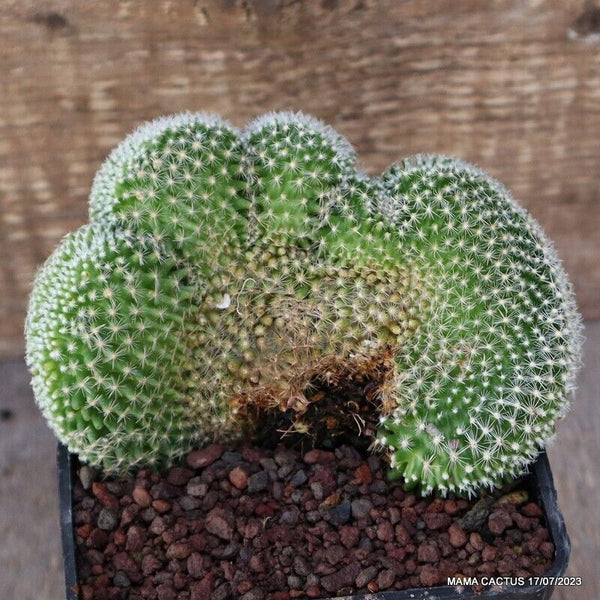 MAMMILLARIA MATUDAE CRESTED