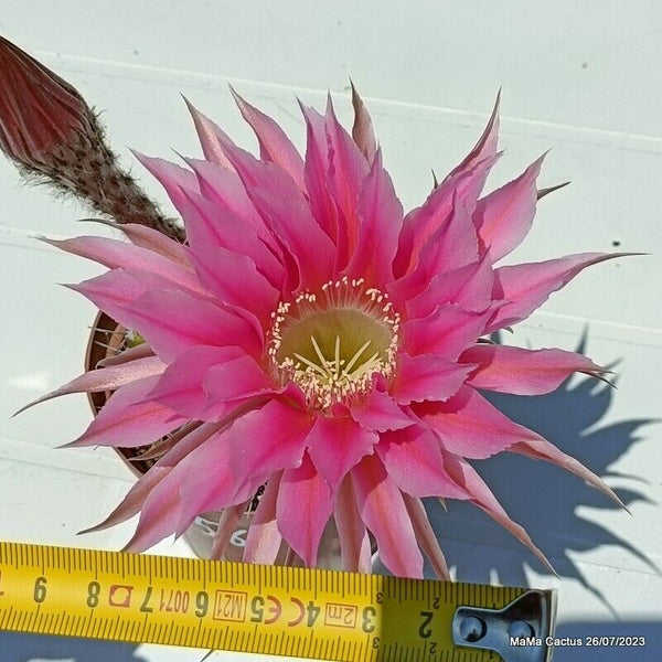 Flower  MaMa Cactus