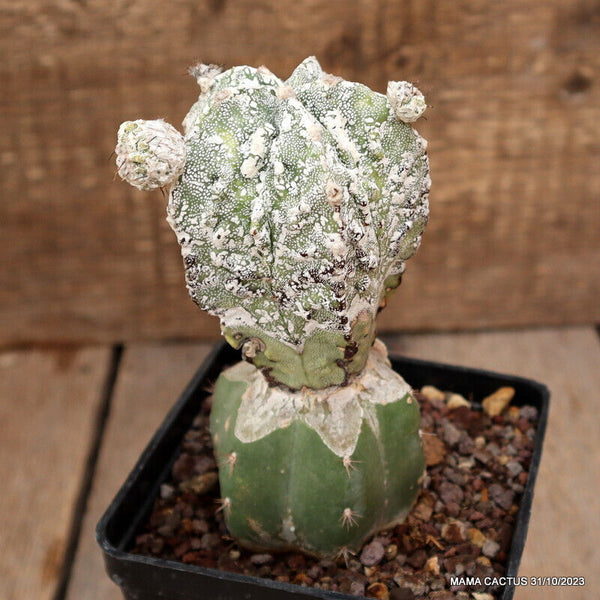 ASTROPHYTUM MYRIOSTIGMA FUKURYU GRAFTED