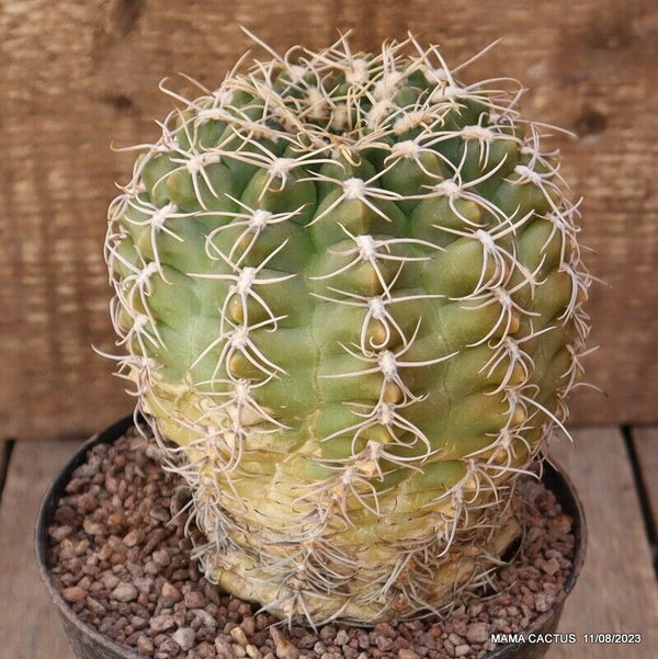 GYMNOCALYCIUM DENUDATUM