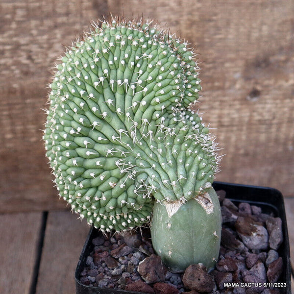 SELENICEREUS GRANDIFLORUS CRESTED