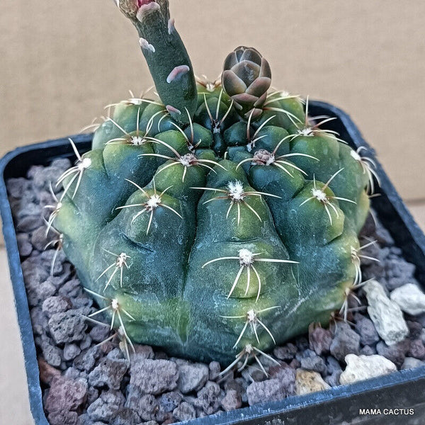 GYMNOCALYCIUM BALDIANUM