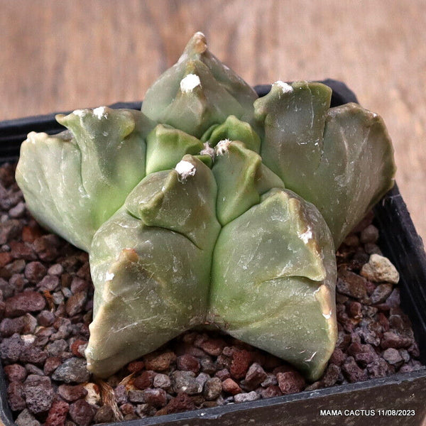 ASTROPHYTUM MYRIOSTIGMA NUDUM KIKKO