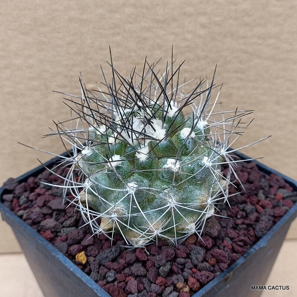 COPIAPOA HUMILIS