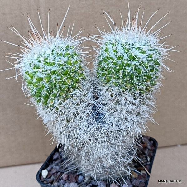 MAMMILLARIA NEJAPENSIS