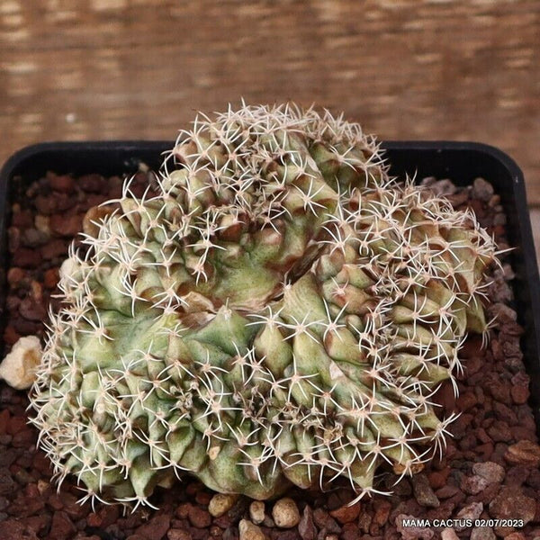 GYMNOCALYCIUM MIHANOVICHII CRESTED