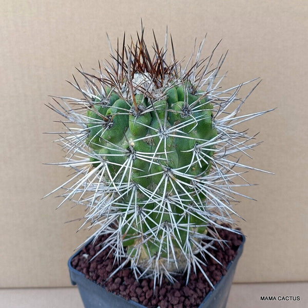 COPIAPOA COQUIMBANA KK 1387