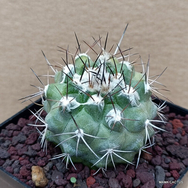 COPIAPOA HUMILIS V. LONGISPINA