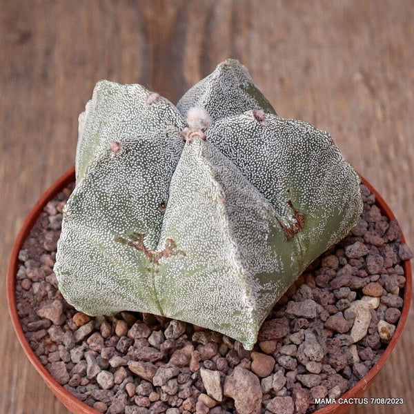 ASTROPHYTUM MYRIOSTIGMA KIKKO