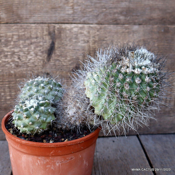COPIAPOA PEPINIANA V. FIEDLERIANA