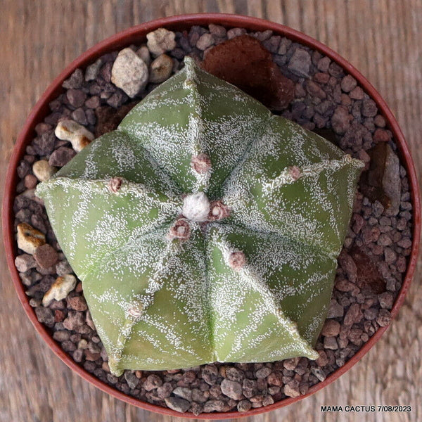 ASTROPHYTUM MYRIOSTIGMA PENTACOSTATUM