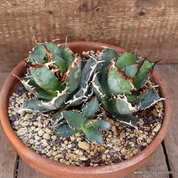 AGAVE TITANOTA CLUSTER