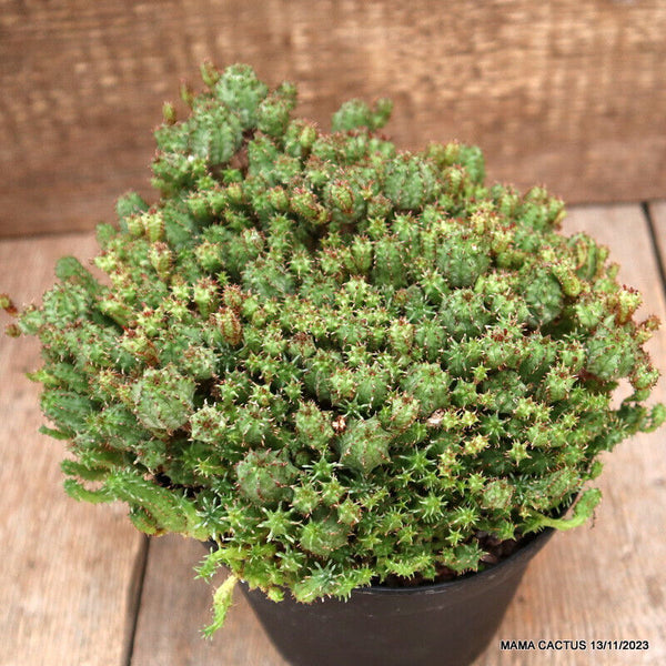 EUPHORBIA SUBMAMMILLARIS MULTIPROLIFERA