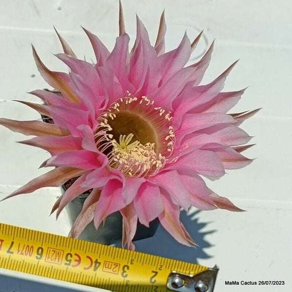 Flower  MaMa Cactus