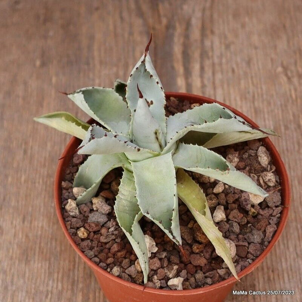 AGAVE ISTHMENSIS