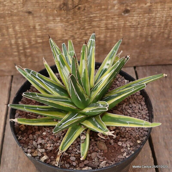 AGAVE REGINAE VICTORIAE VARIEGATED