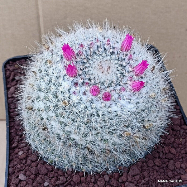 MAMMILLARIA HAHNIANA