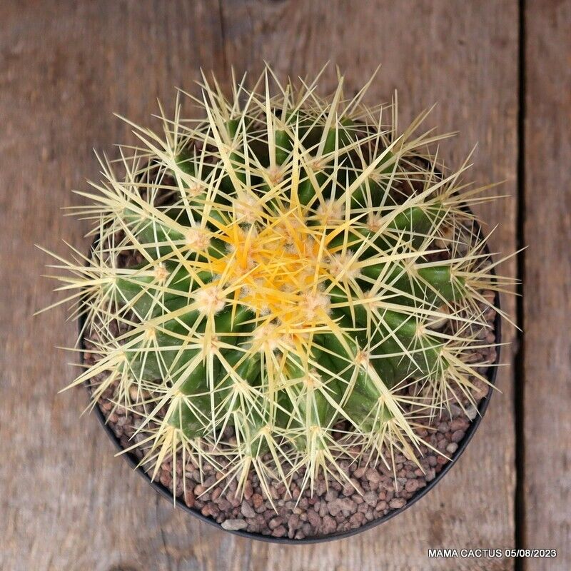 50 Semi Di Echinocactus Grusonii – Cuscino Della Suocera, Cactus Resistente, Semi Freschi
