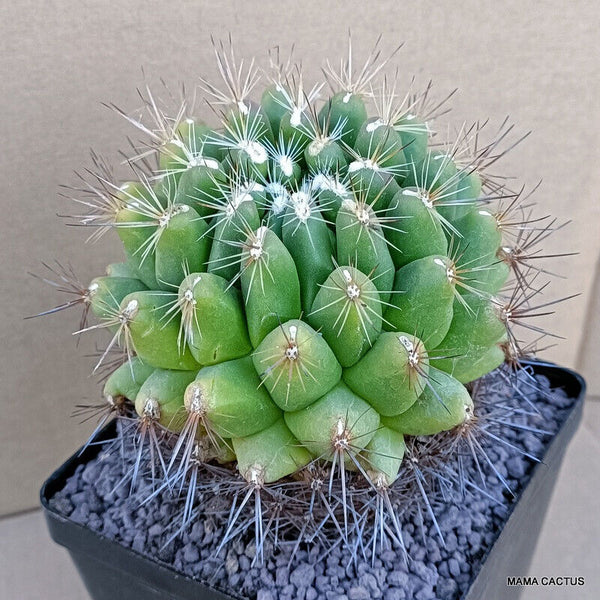 A7622 THELOCACTUS CONOTHELOS pot 12 cm H 11 cm W 11 cm MaMa Cactus