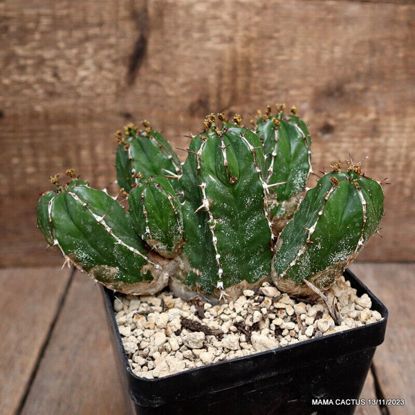 EUPHORBIA HANDIENSIS