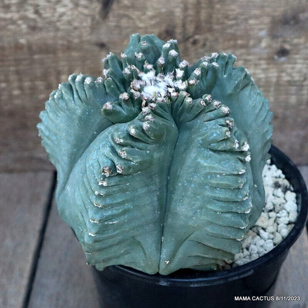 ASTROPHYTUM MYRIOSTIGMA KIKKO GRAFTED