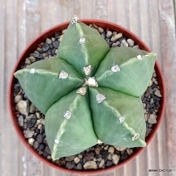 ASTROPHYTUM MYRIOSTIGMA PENTACOSTATUM