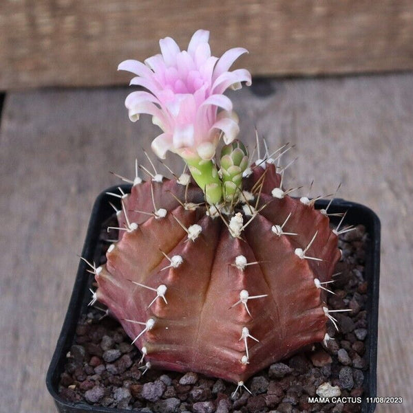GYMNOCALYCIUM MIHANOVICHII
