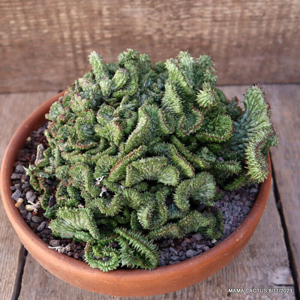 EUPHORBIA HORRIDA CRESTED