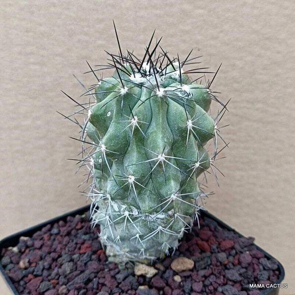 COPIAPOA TENUISSIMA