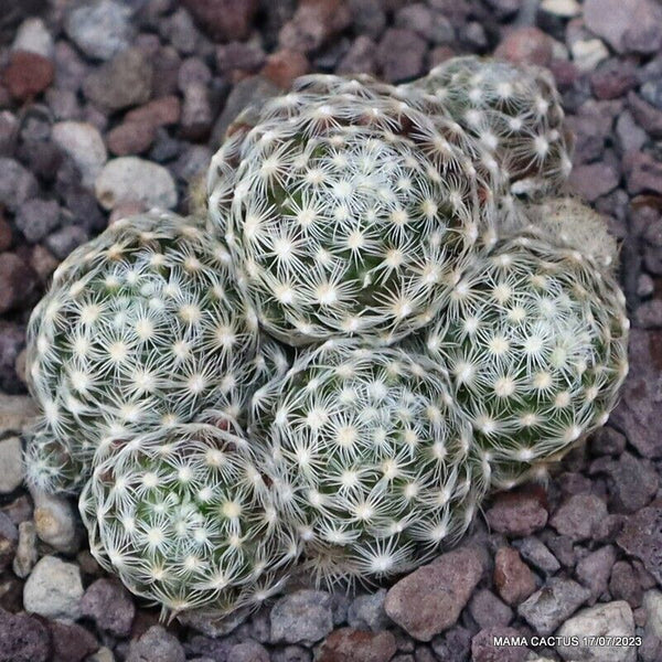 MAMMILLARIA SABOAE MULTIHEADS