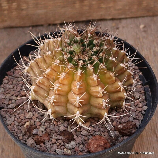 GYMNOCALYCIUM MIHANOVICHII