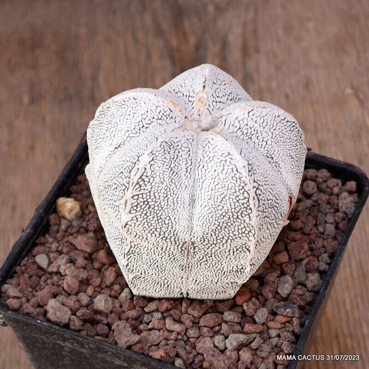 Astrophytum Capricorne - 10 Semi - Cactus Seeds, Pianta Succulenta Astrophytum Capricorne - 10 Semi - Cactus Seeds, Pianta Succulenta