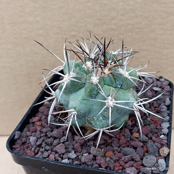 COPIAPOA BRIDGESII